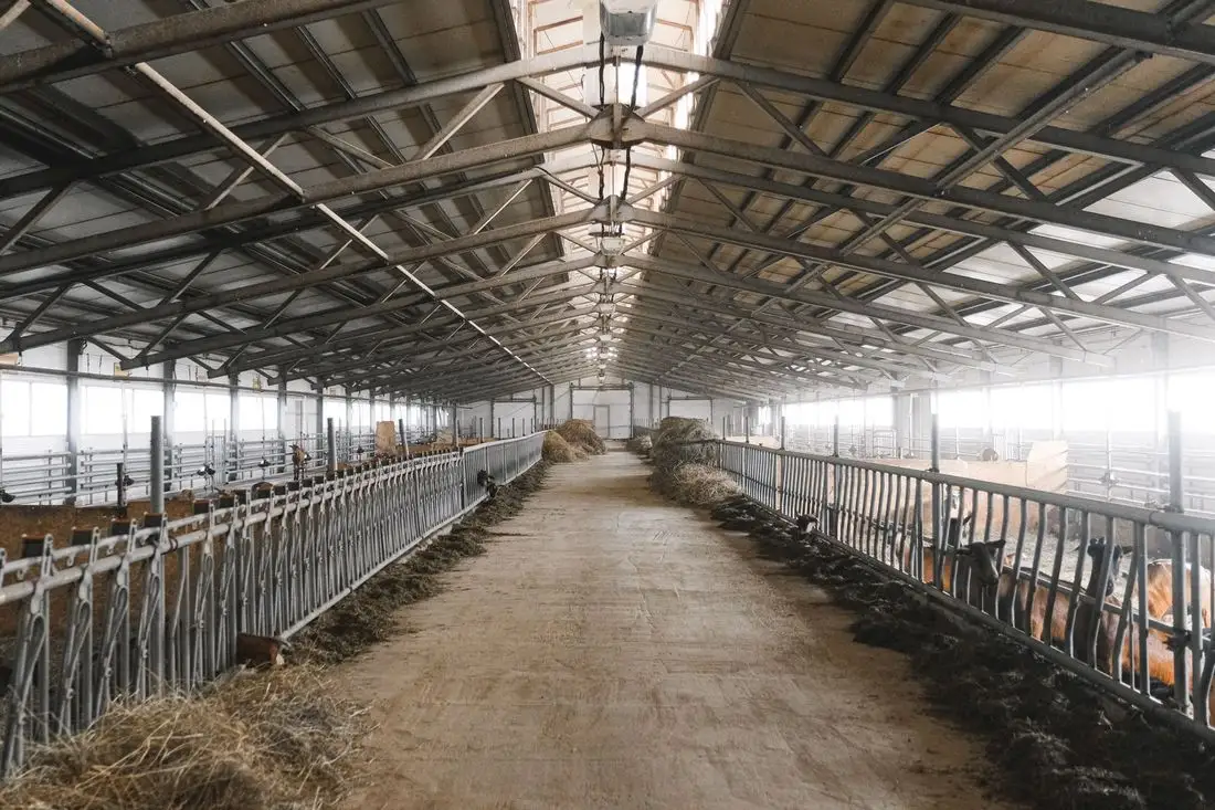 Cattle shed interior with a concrete feed alley down the middle